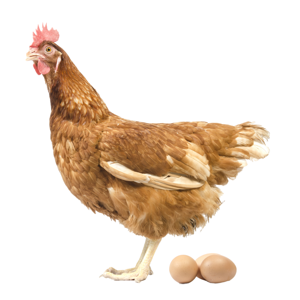Chicken